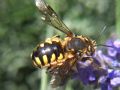 Anthidium sp.